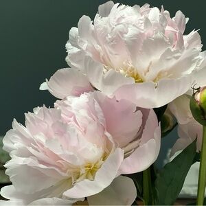 Best.Damn.Share.Group!